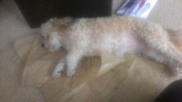 11-BA31BF96-1288729-960-100